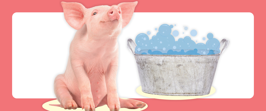 Smiling piglet with an illustration of a bubble bath behind