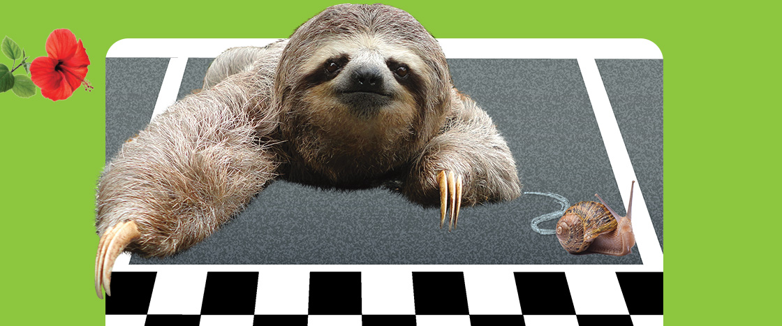 Image of a sloth and a snail racing