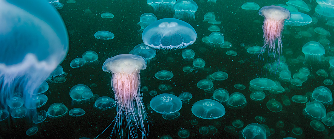 Image of many jellyfish swimming underwater