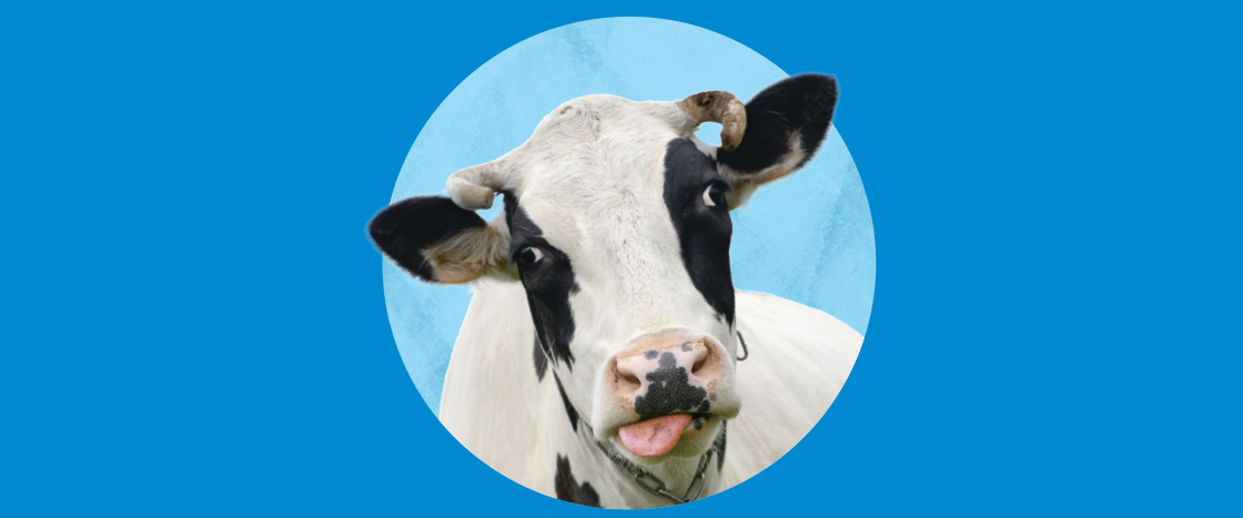 Image of a cow with its tongue sticking out