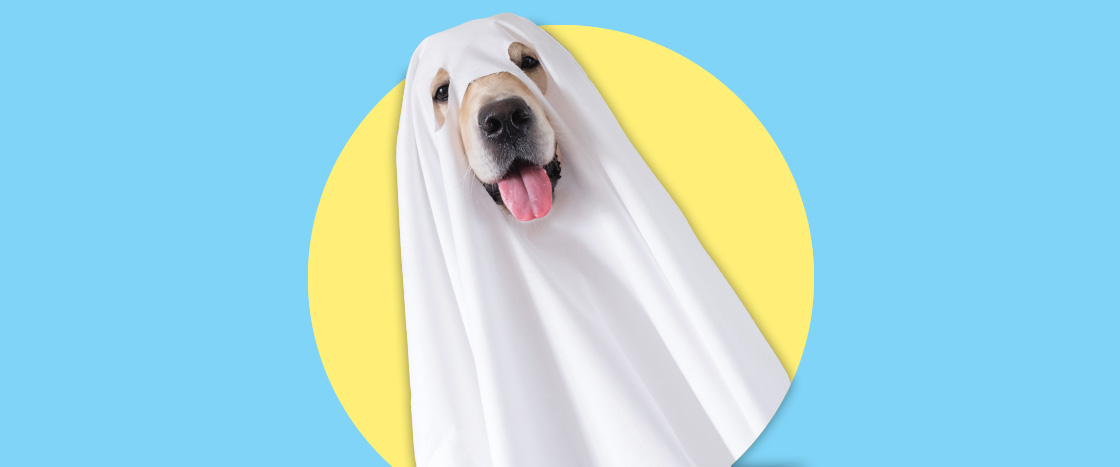 Image of a dog dressed as a ghost