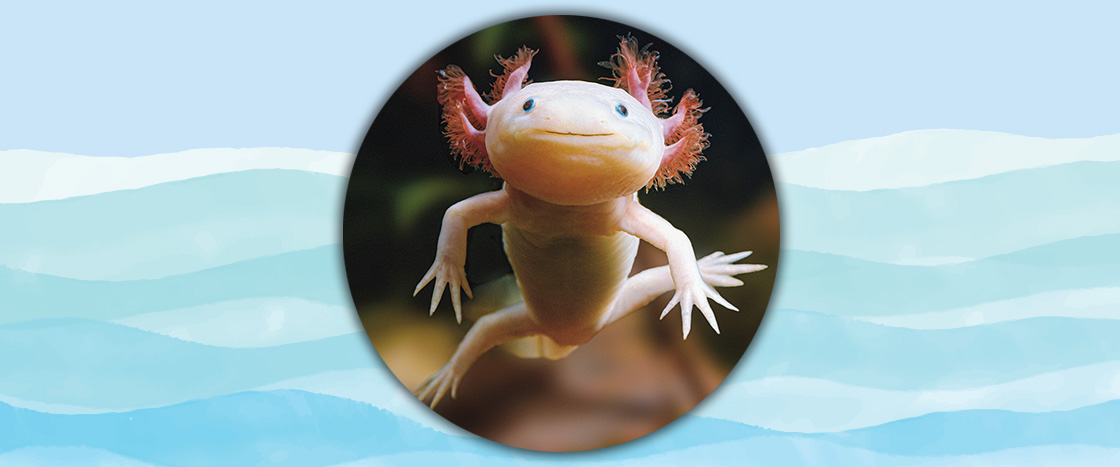 Image of an axolotl