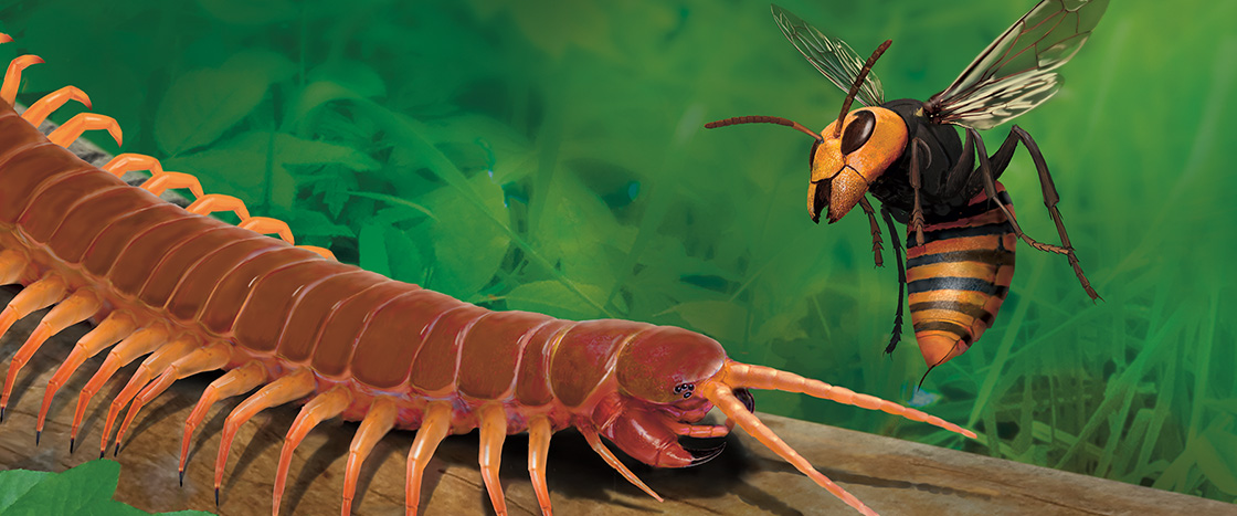 Image of centipede and hornet